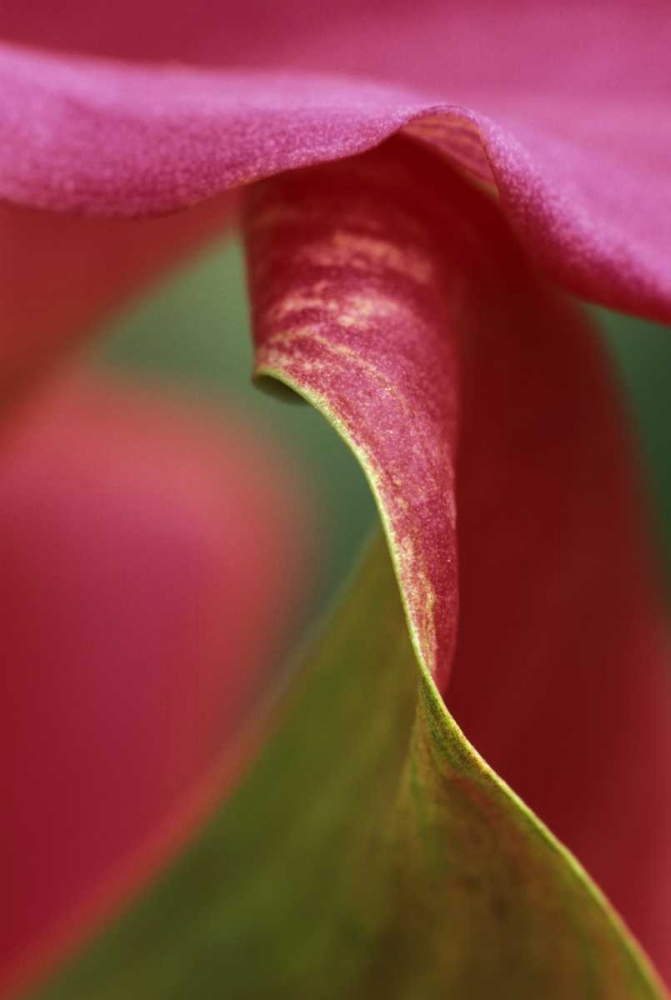 Art Print: Pink calla lily, close-up
