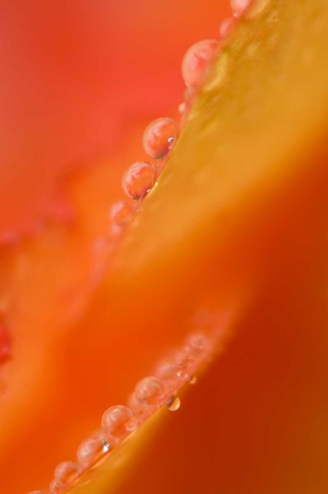 Art Print: Petals with dew drops close-up