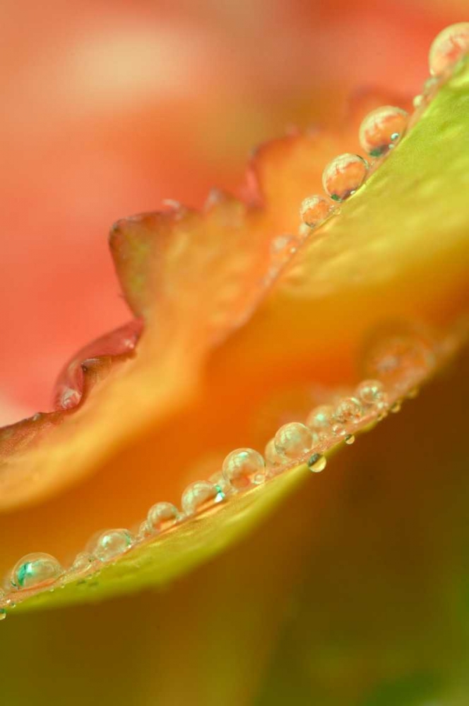 Art Print: Flower petals with dew