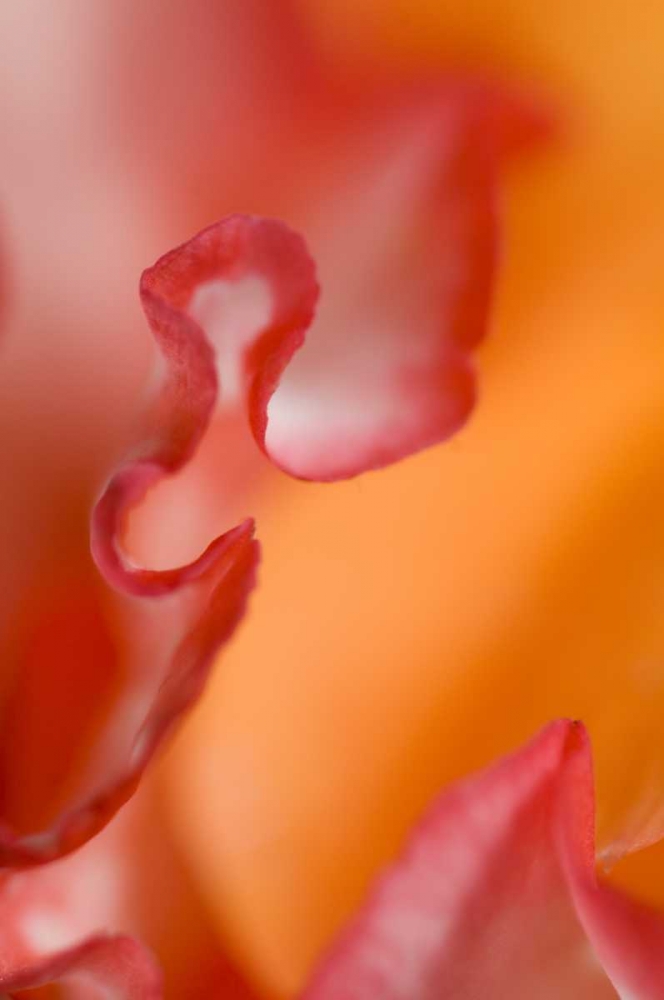 Art Print: Flower petal edges