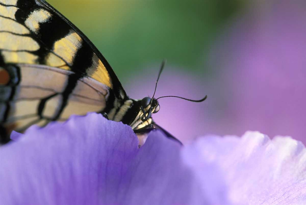 Art Print: Swallowtail Butterfly on Petunia in Garden