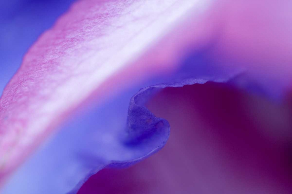 Art Print: Petal Pattern