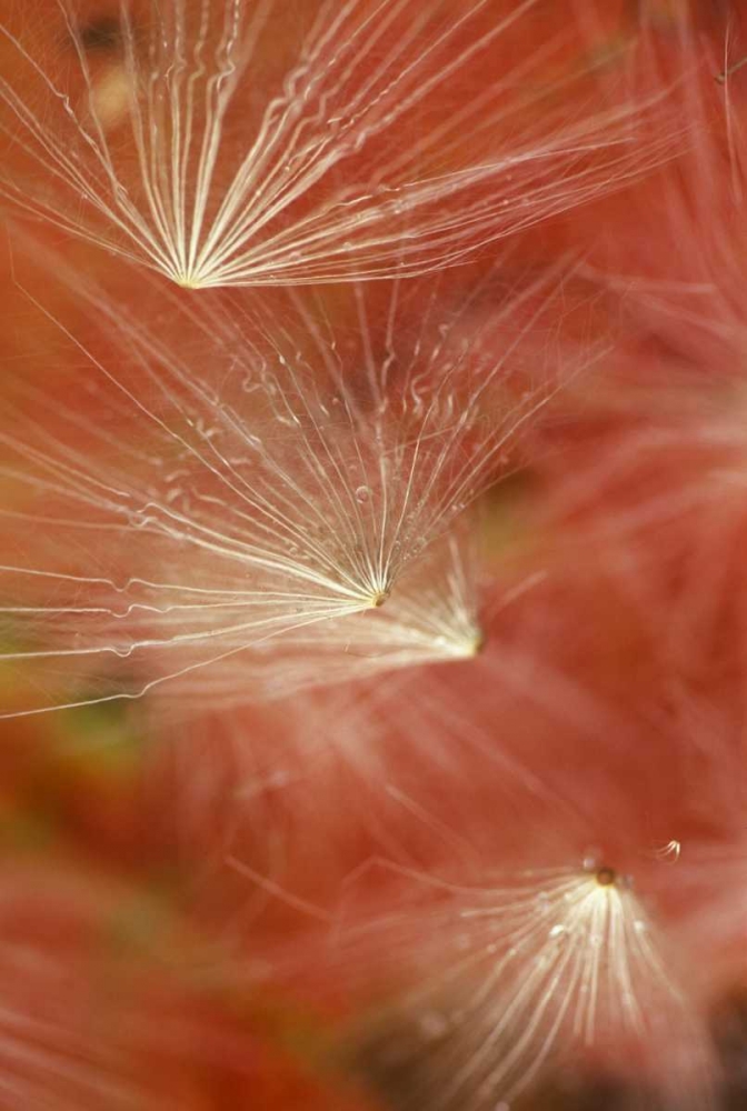 Art Print: Seedheads Flying in Fall