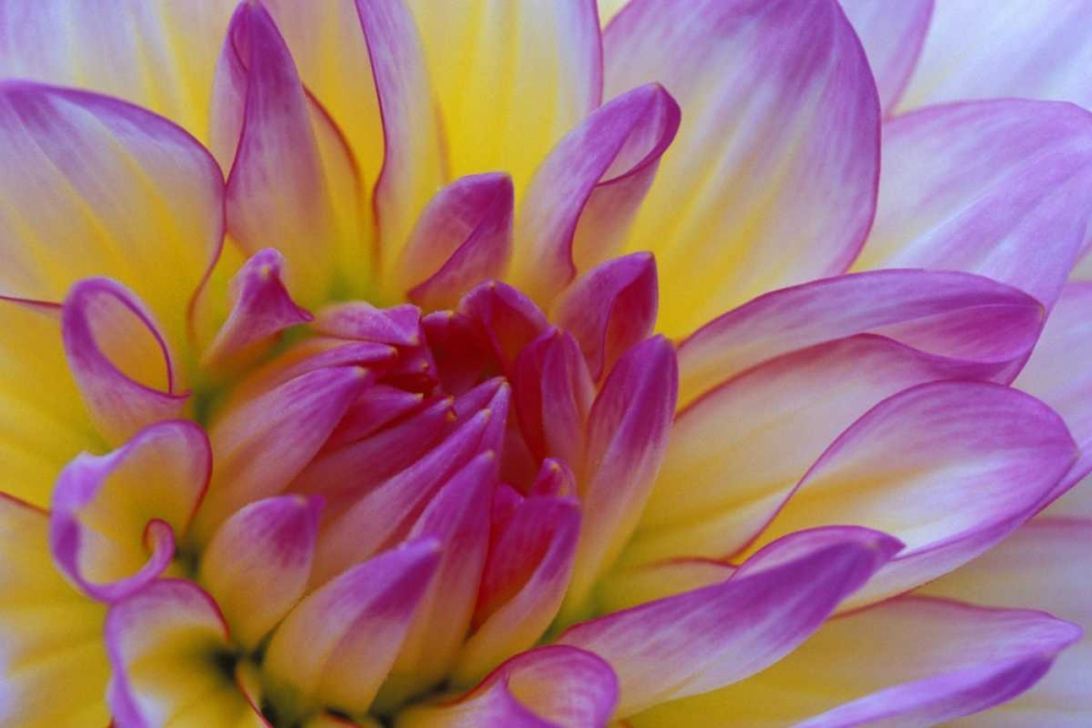 Art Print: Dahlia close-up