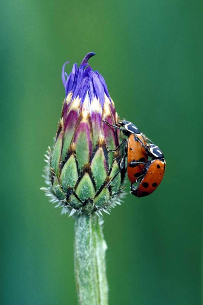 Art Print: Close-up of mating ladybugs