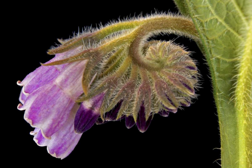 Wall Art Painting id:131656, Name: Close-up of borage blossom, Artist: Paulson, Don