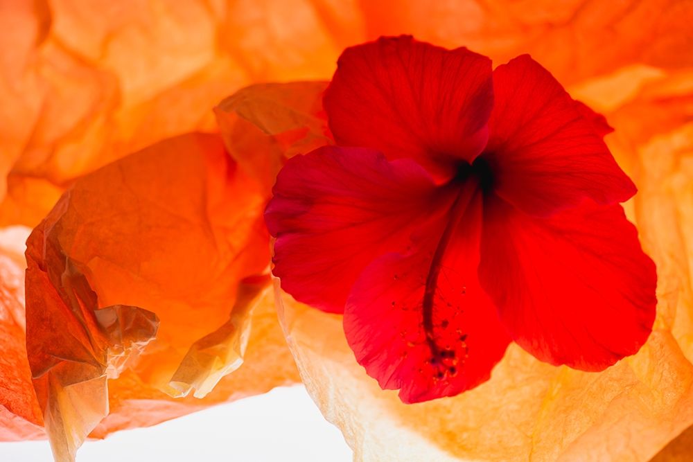 Art Print: Hibiscus Flower and Tissue Paper with Light