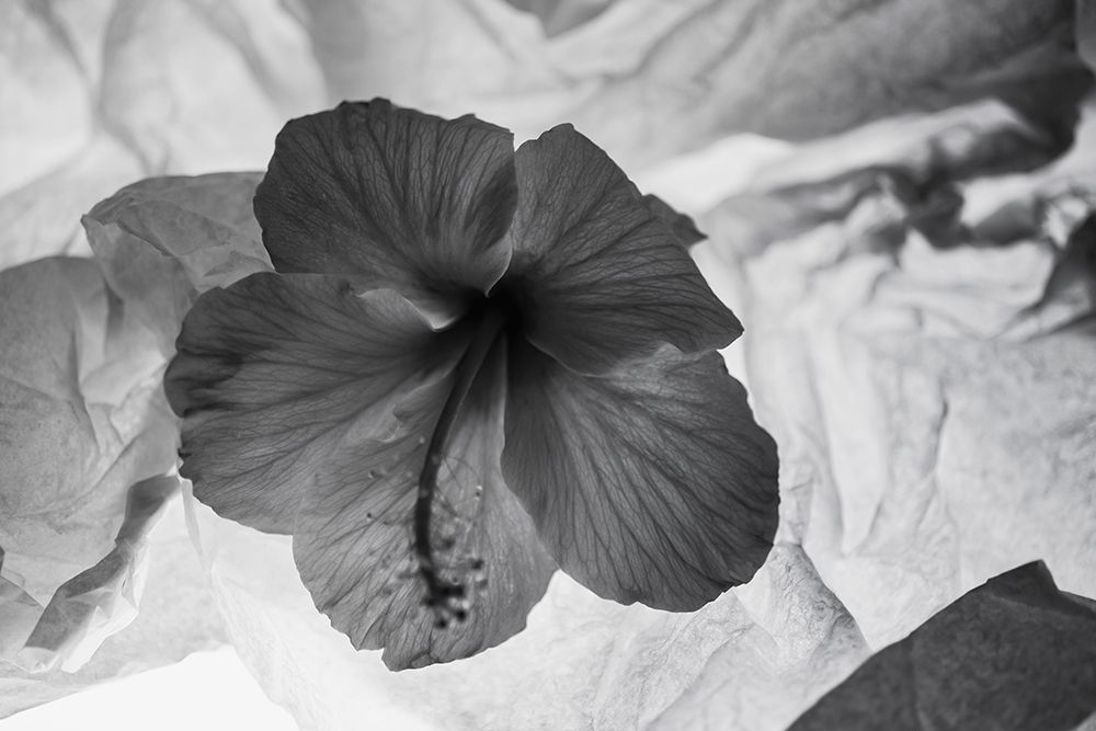 Art Print: Hibiscus Flower and Tissue Paper with Light