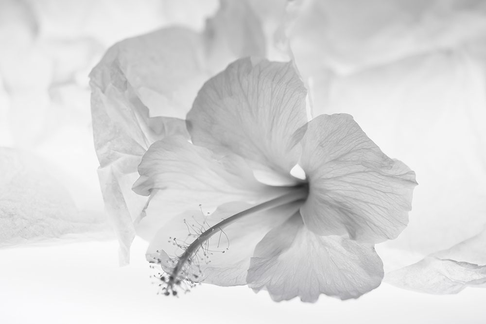 Art Print: Hibiscus Flower and Tissue Paper with Light