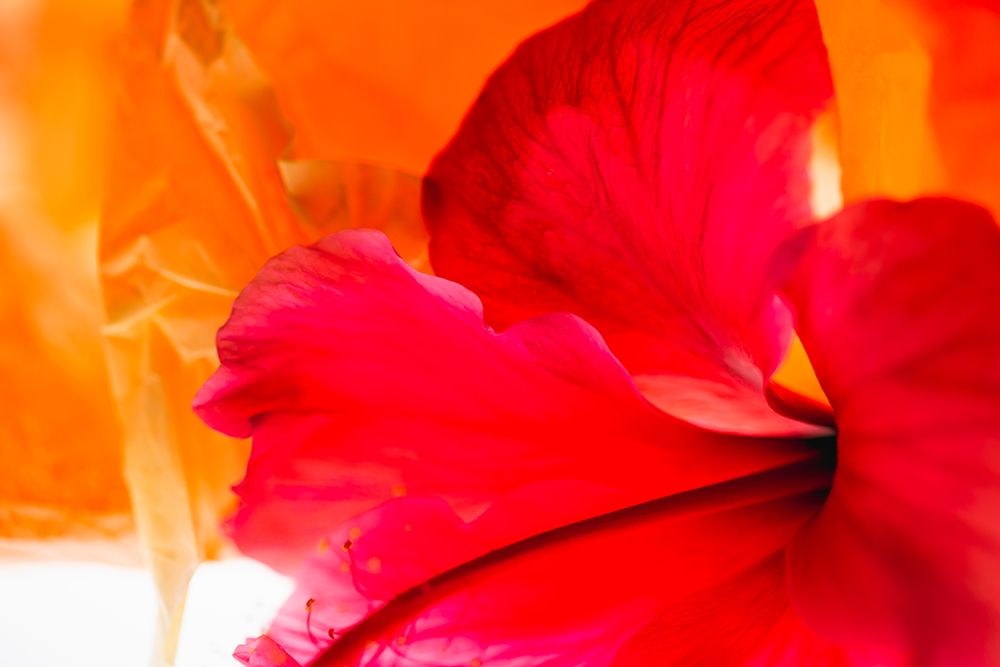 Art Print: Hibiscus Flower and Tissue Paper with Light