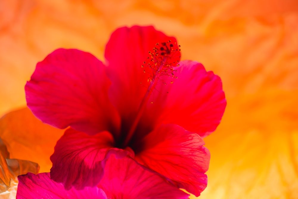 Art Print: Hibiscus Flower and Tissue Paper with Light