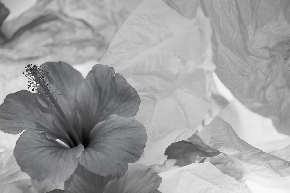 Art Print: Hibiscus Flower and Tissue Paper with Light