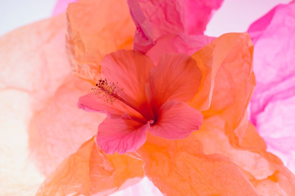 Art Print: Hibiscus Flower and Tissue Paper with Light