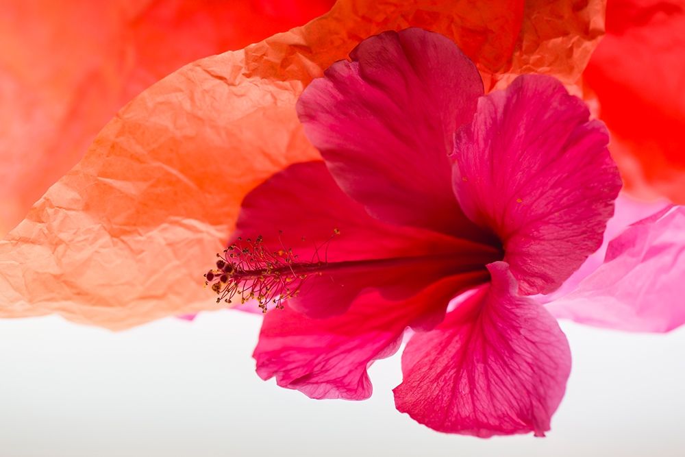Art Print: Hibiscus Flower and Tissue Paper with Light