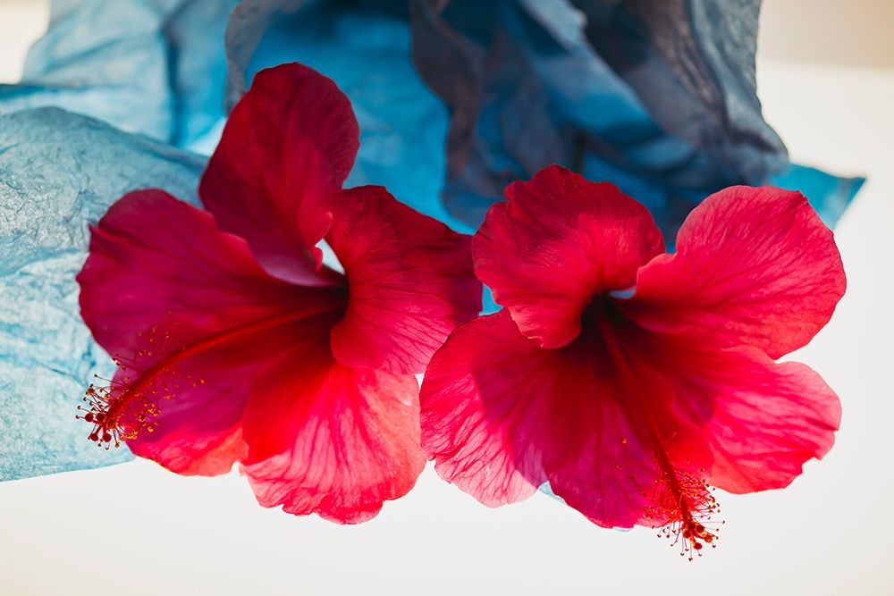 Art Print: Hibiscus Flower and Tissue Paper with Light