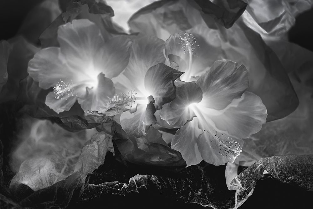 Art Print: Hibiscus Flower and Tissue Paper with Light