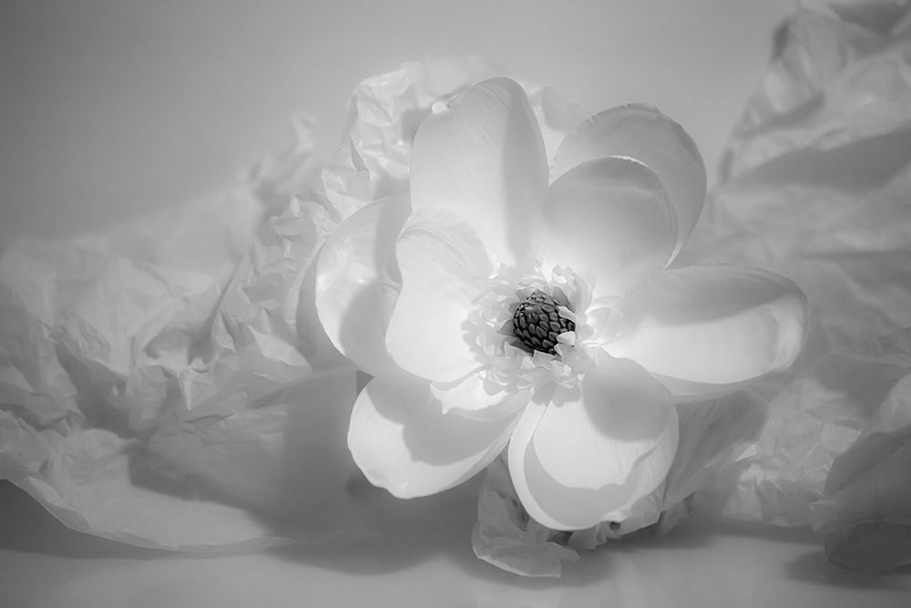 Art Print: Black and white flower