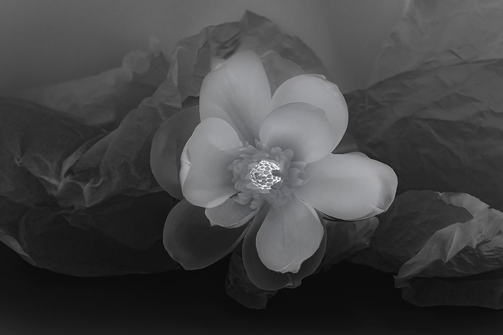 Art Print: Black and white flower