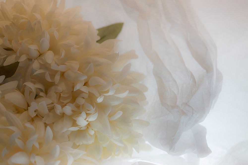 Art Print: Close-up of flower