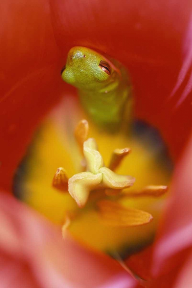 Art Print: Frog In Tulip
