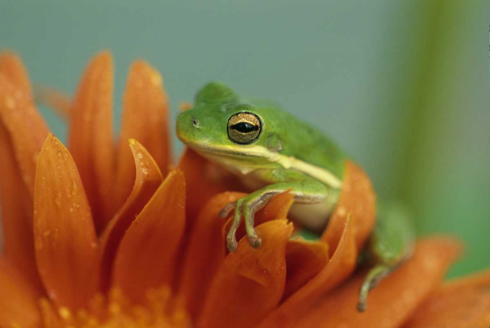 Art Print: Green Tree Frog on Flower in garden