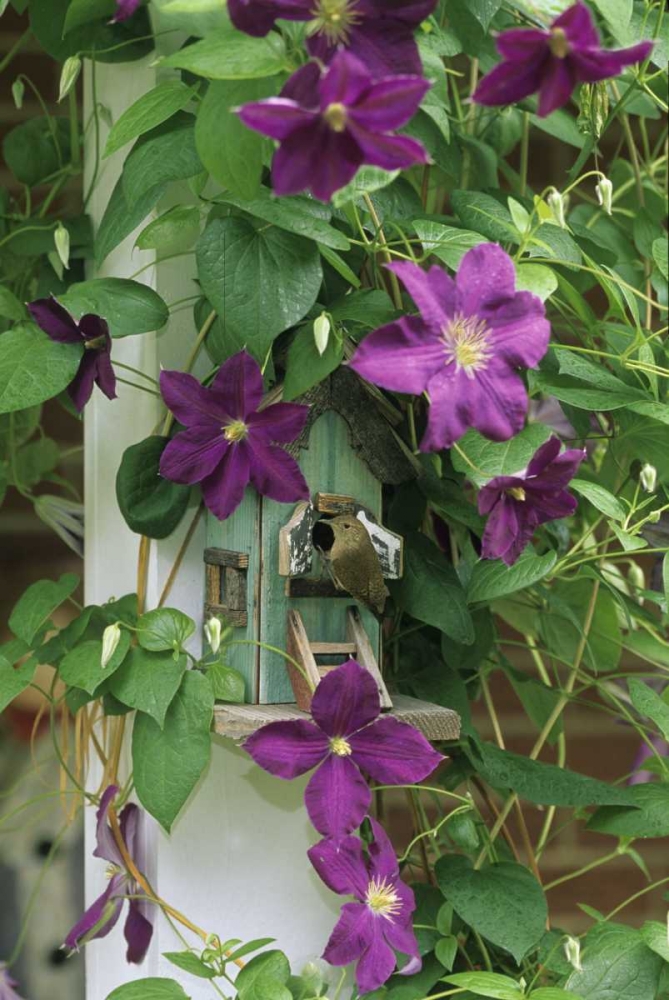 Art Print: Wren in birdhouse in clematis vine