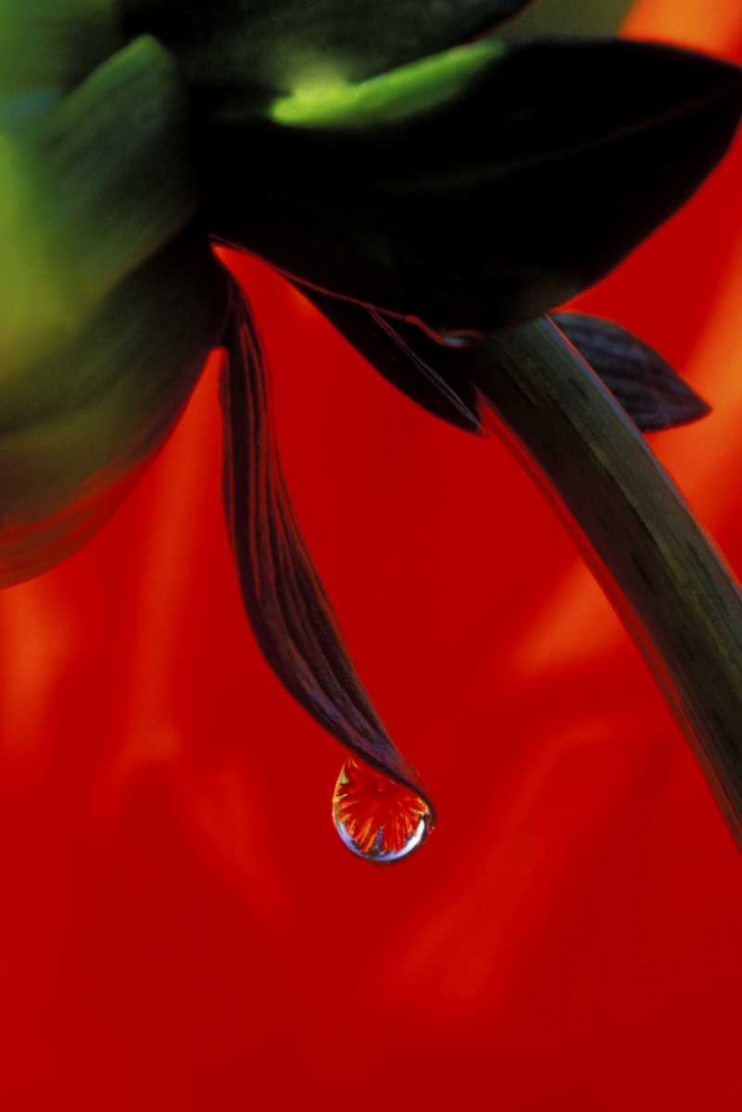 Art Print: Red dahlia in a dew drop
