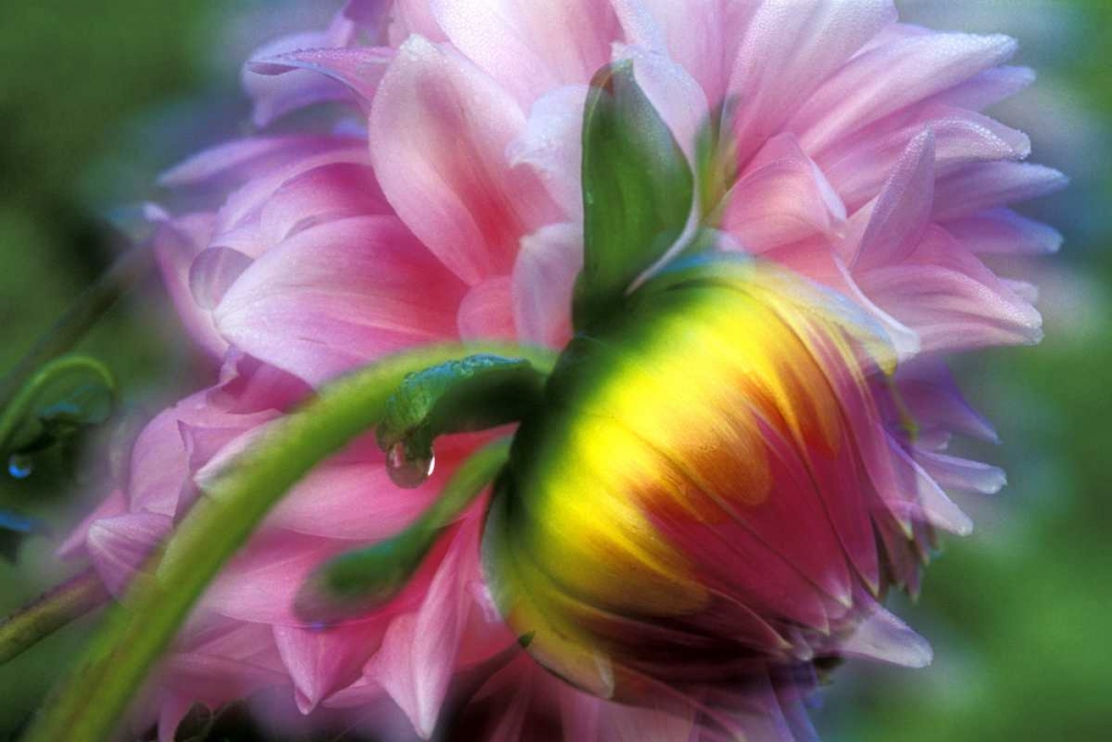 Art Print: Abstract of dahlia and bud