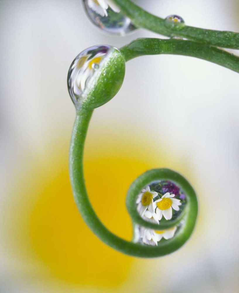 Art Print: Dew on pea tendril reflecting daisy flowers