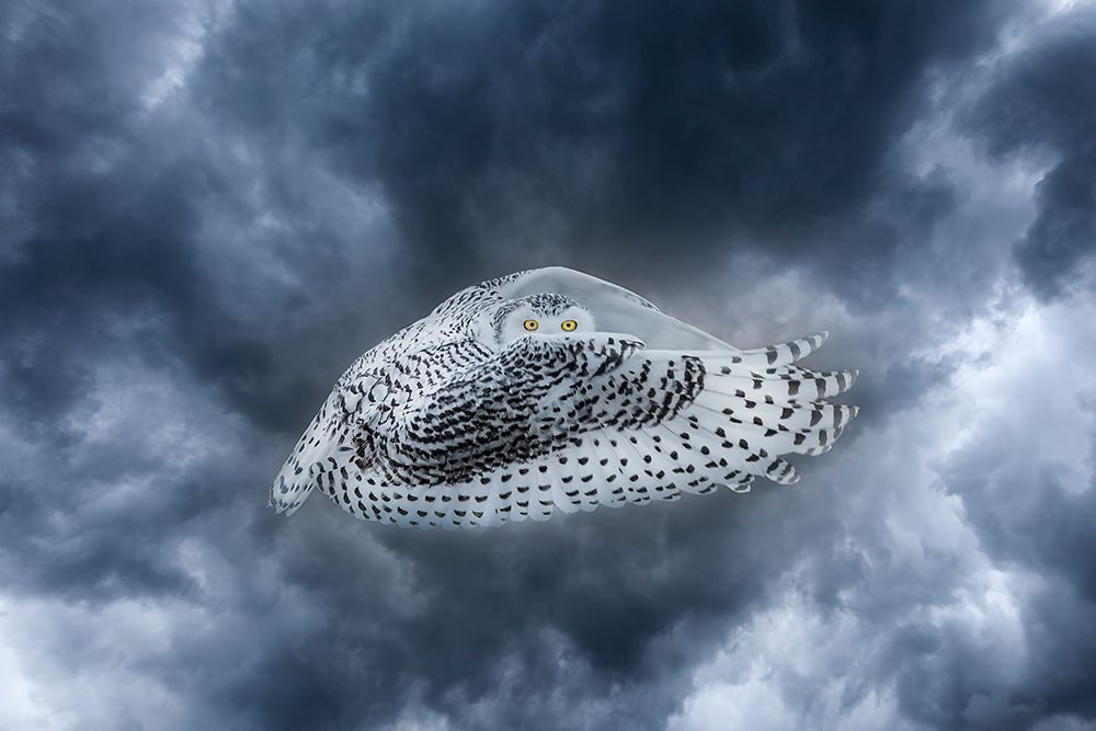 Art Print: Canada-Composite of female snowy owl in flight