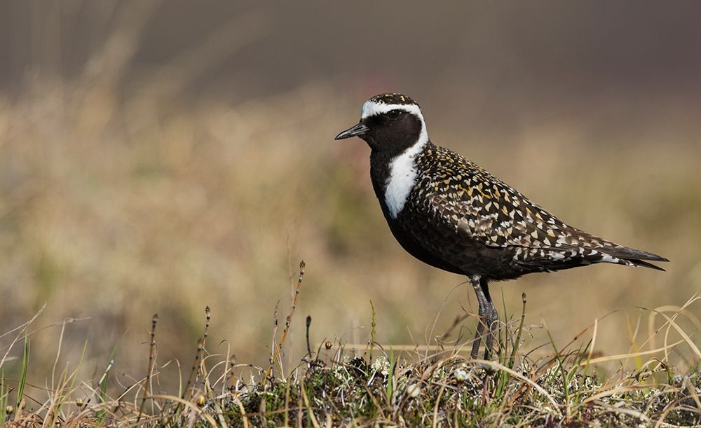 Art Print: American Golden Plover