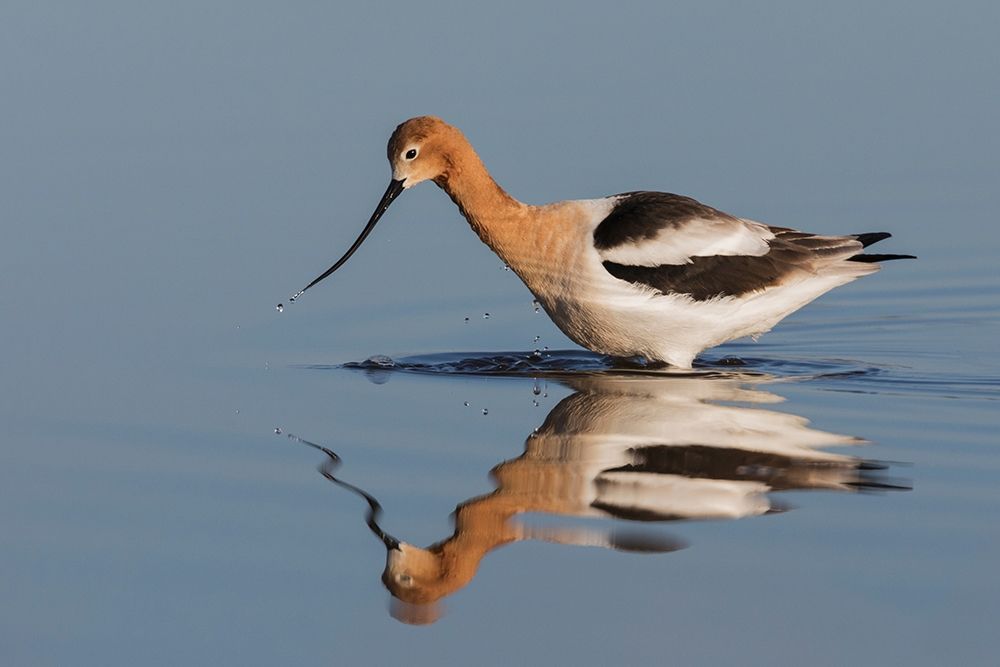 Art Print: American Avocet Foraging