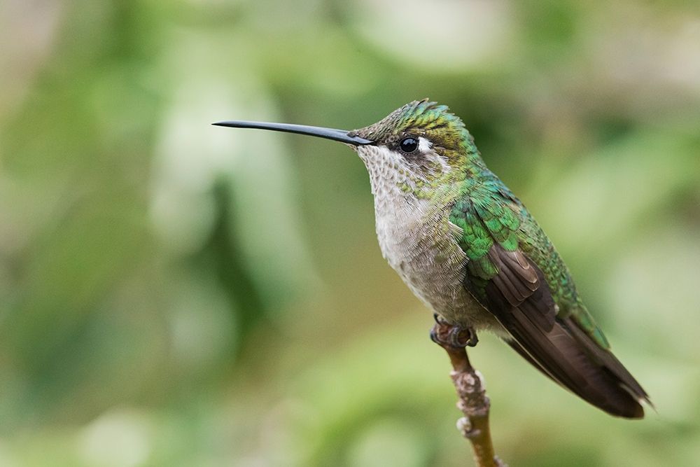 Art Print: Broad-tailed Hummingbird (female)