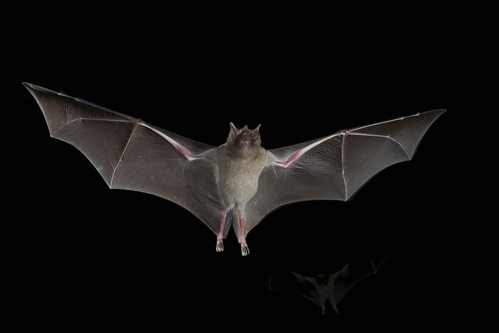 Art Print: Lesser Long-nosed Bat