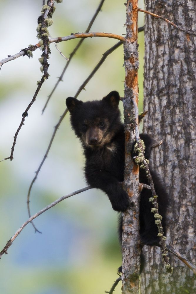 Art Print: Black Bear Cub Climbing