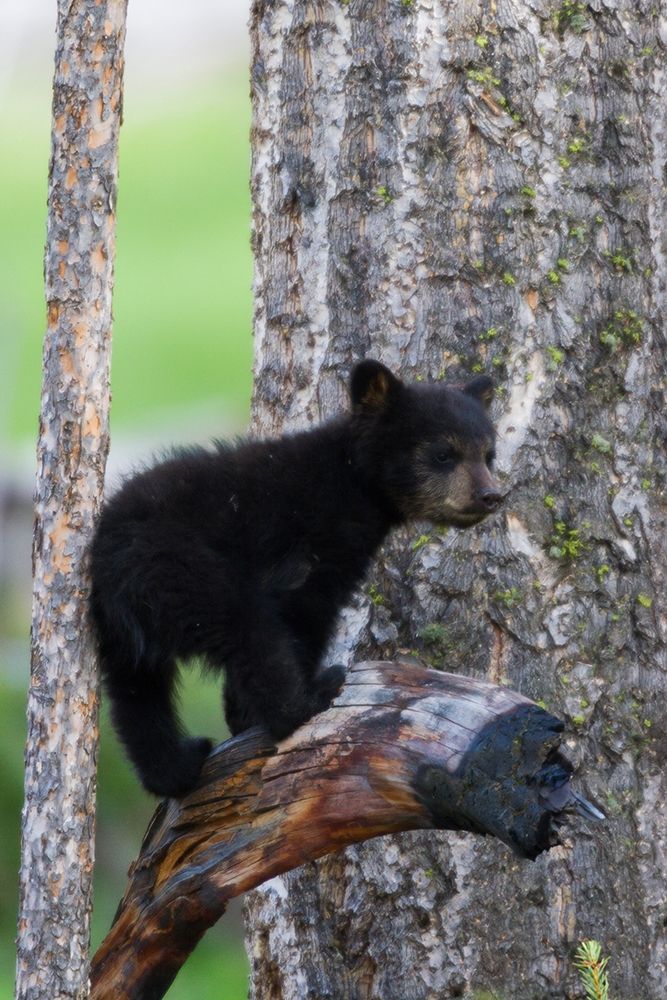 Art Print: Black Bear Cub