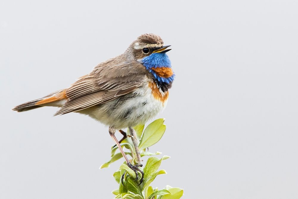 Art Print: Bluethroat-territory song