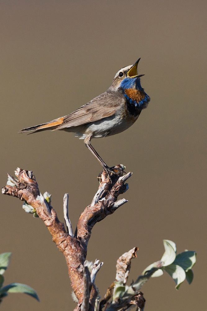 Art Print: Male Bluethroat Singing