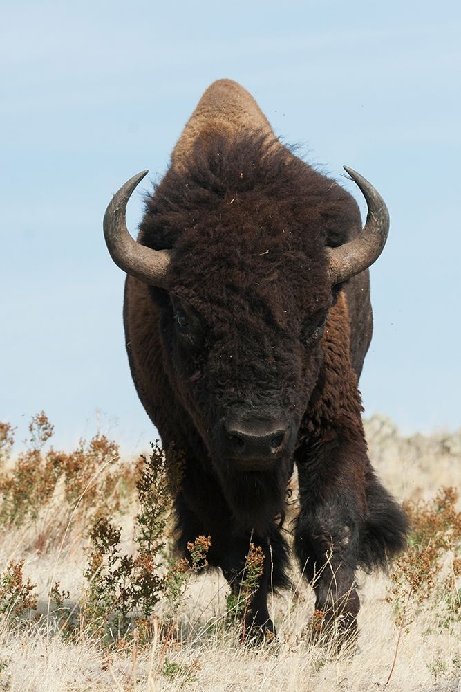 Art Print: Bison Bull on the move