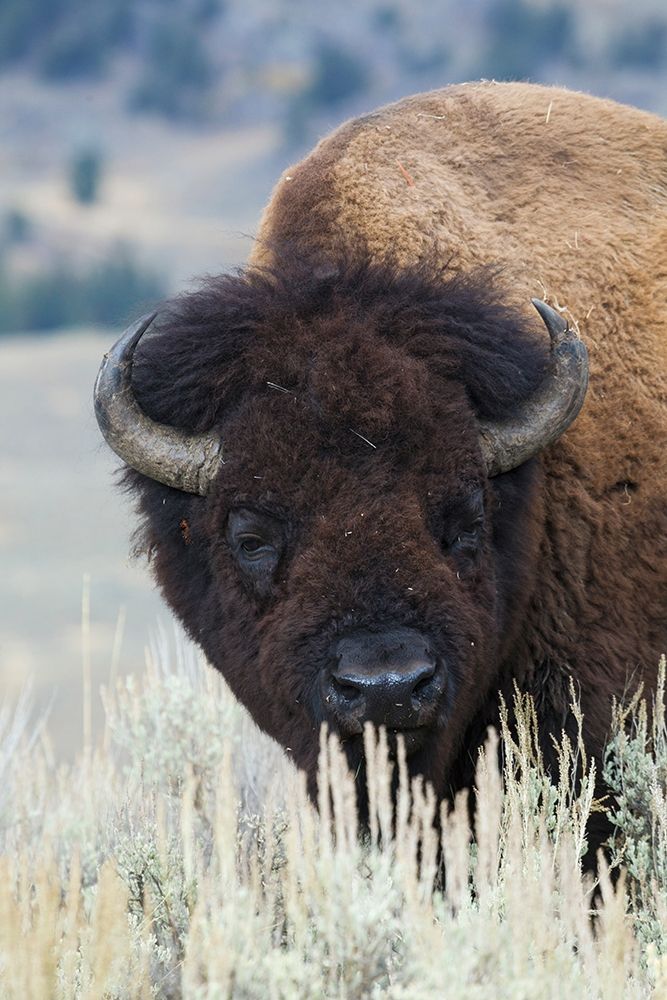 Art Print: Big Bison Bull