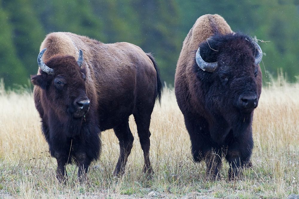 Art Print: Bison Pair