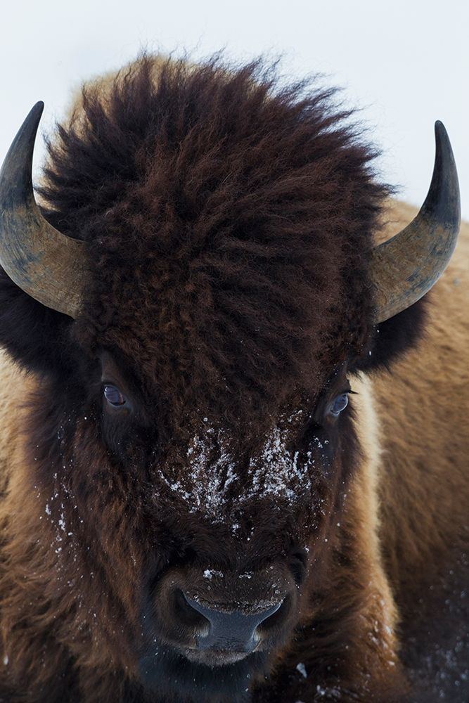 Art Print: Bull Bison