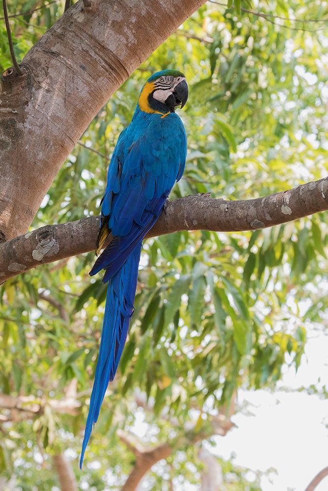 Art Print: Blue and Gold Macaw-roosting in the shade
