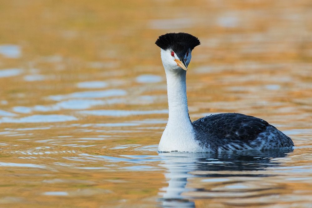 Art Print: Clarks Grebe