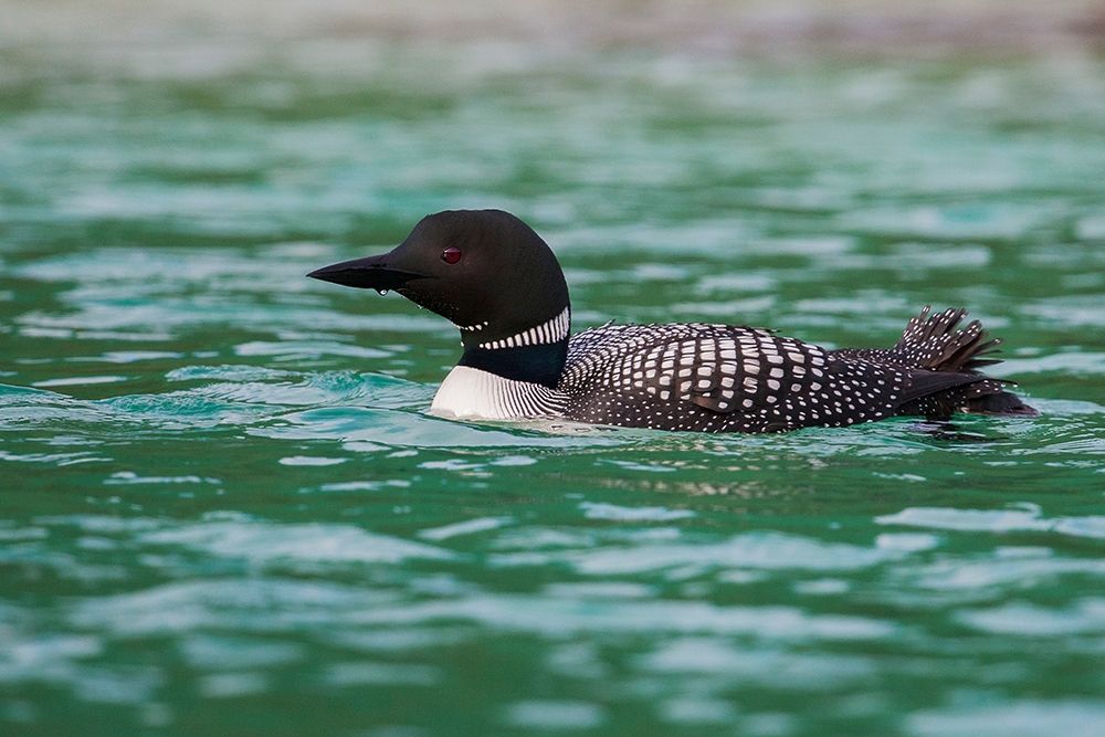 Art Print: Common Loon
