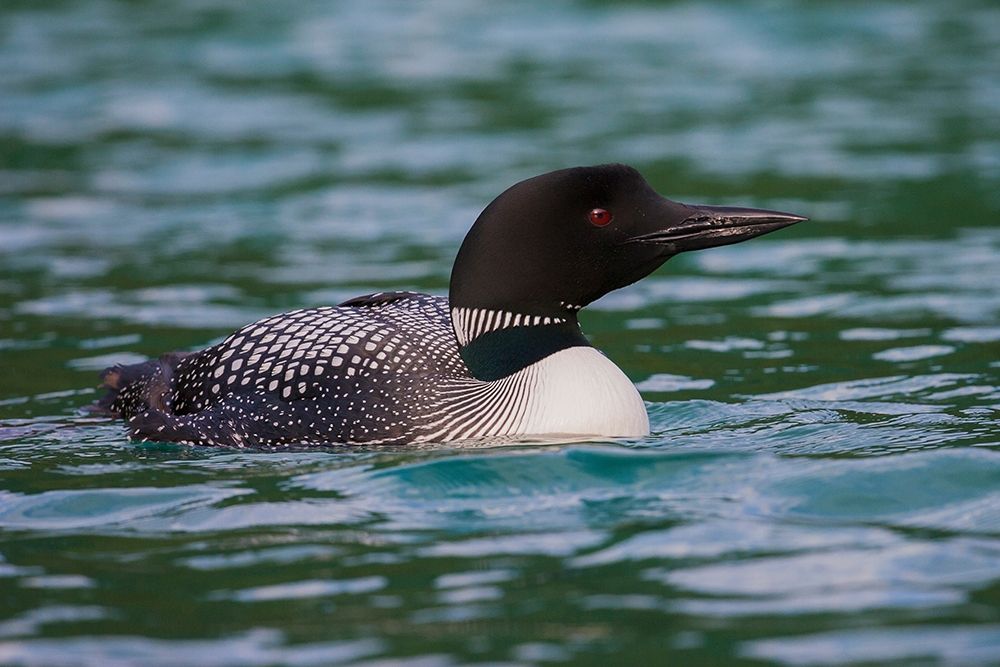 Art Print: Common Loon
