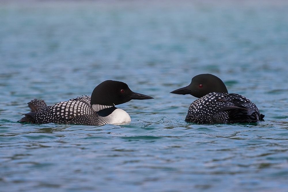Art Print: Common Loon Pair