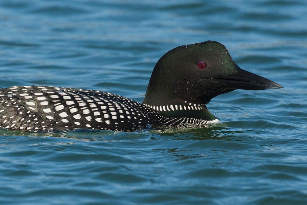 Art Print: Common Loon