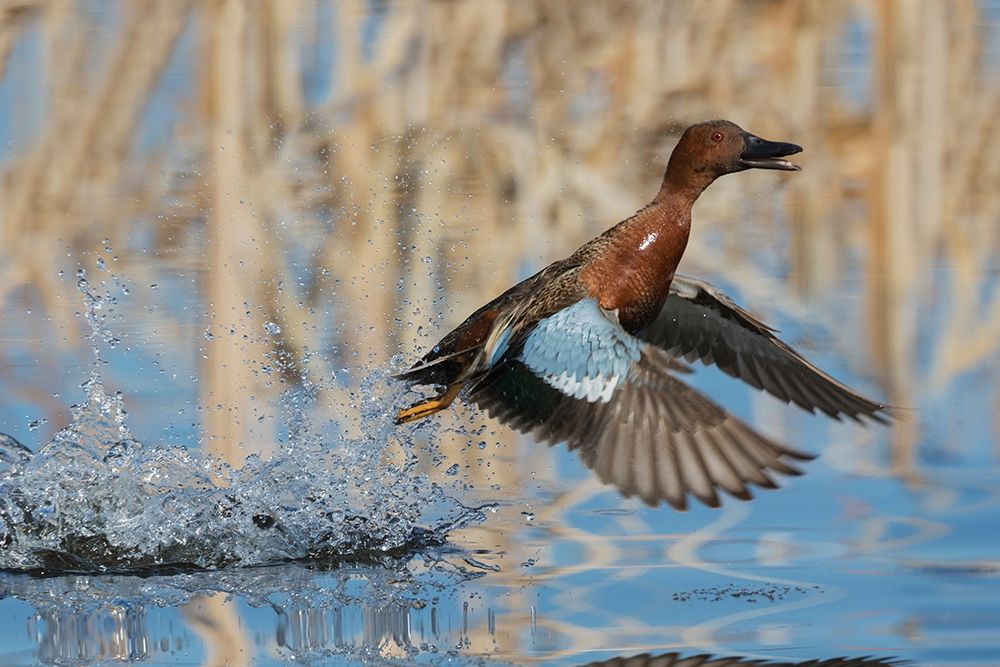 Art Print: Cinnamon Teal Drake taking flight