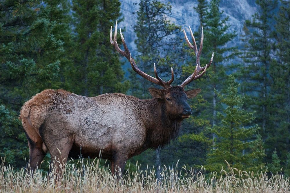 Art Print: Rocky Mountain Bull Elk